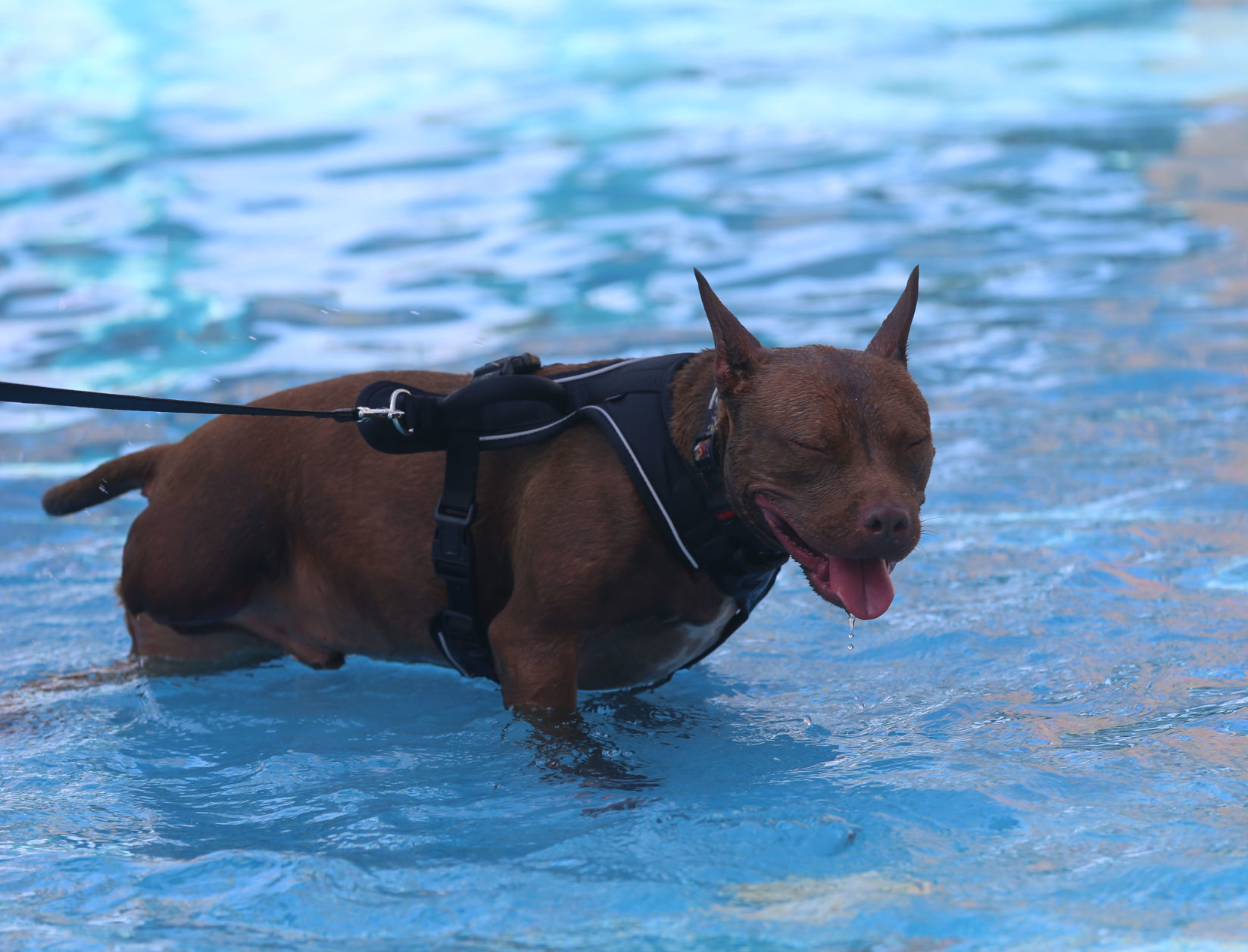 090919_gal_WWdogs (41)